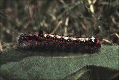 Acronicta tridens
