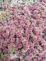 Sphagnum magellanicum