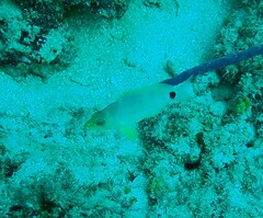 Hypoplectrus unicolor