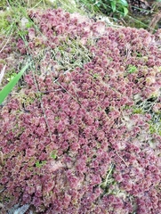 Sphagnum magellanicum
