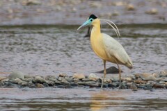 Pilherodius pileatus
