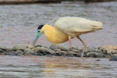 Pilherodius pileatus