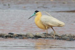 Pilherodius pileatus