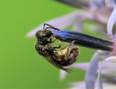 Lasioglossum imitatum