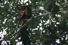 Alouatta sara