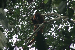 Alouatta sara