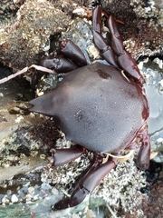 Taliepus nuttallii