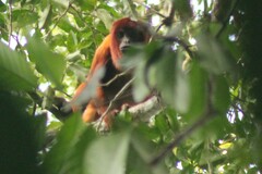 Alouatta sara