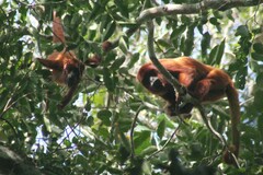 Alouatta sara