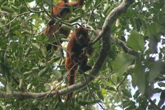 Alouatta sara