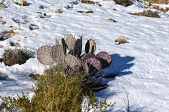 Opuntia macrocentra