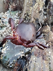 Taliepus nuttallii