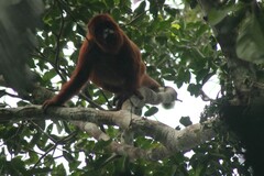 Alouatta sara