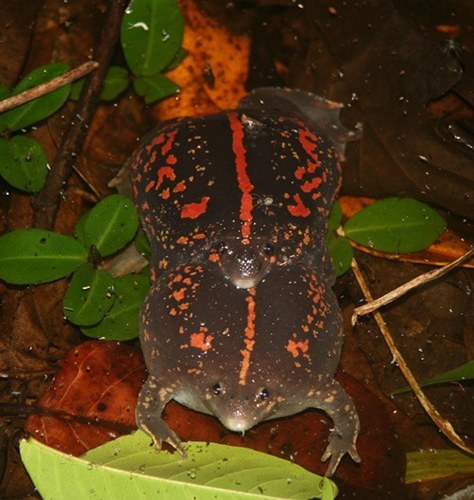 Rhinophrynus dorsalis