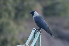 Corvus splendens