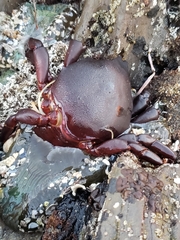 Taliepus nuttallii