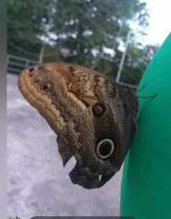 Caligo illioneus