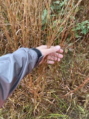Schizachyrium scoparium