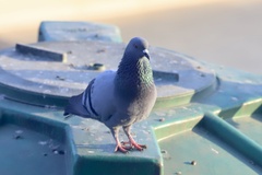 Columba livia