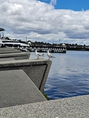 Chroicocephalus novaehollandiae