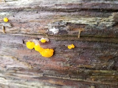 Dacrymyces