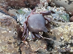 Taliepus nuttallii