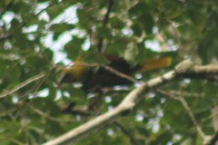 Psarocolius bifasciatus