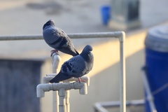 Columba livia