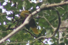 Psarocolius bifasciatus