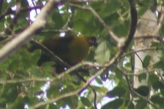 Psarocolius bifasciatus