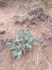 Astragalus lotiflorus