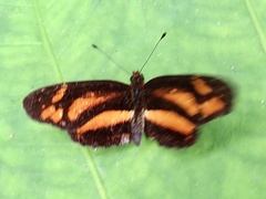 Castilia eranites