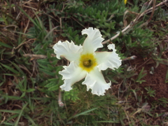 Mandevilla petraea