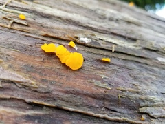 Dacrymyces