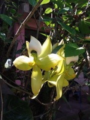 Cycnoches