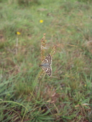 Burnsius orcynoides