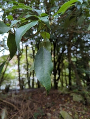 Dendropanax dentiger