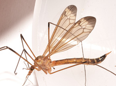 Tipula apicalis