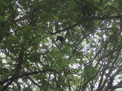 Alouatta caraya