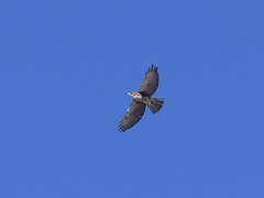 Buteo albigula
