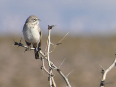 Artemisiospiza nevadensis