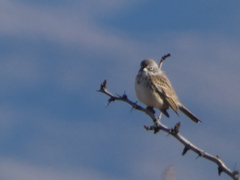Artemisiospiza nevadensis