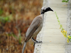 Philemon buceroides
