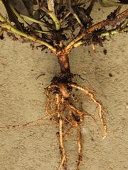 Arachis hypogaea