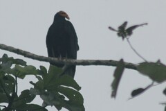 Cathartes