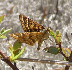 Epelis truncataria