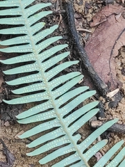 Dicranopteris