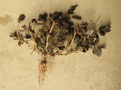 Arachis hypogaea