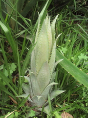 Bromelia balansae