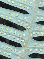 Dicranopteris